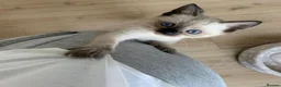 Siamese cats for sale: The Crown Jewels of Companionship-Siamese Kittens in Norwich - Advert 6