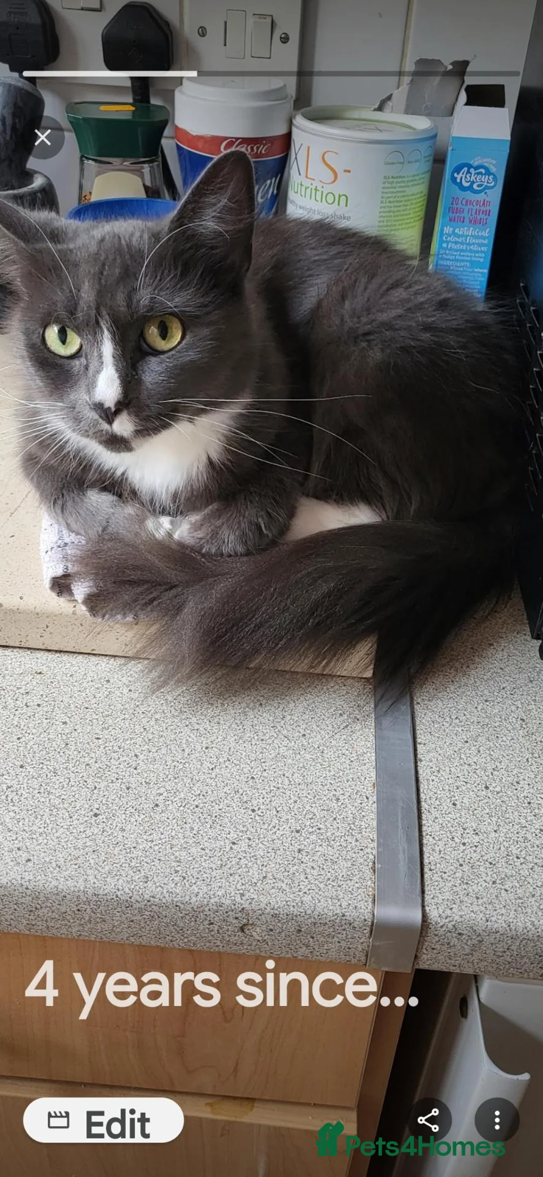 Mixed Breed cats for sale: Tabby female kitten  - Advert 2