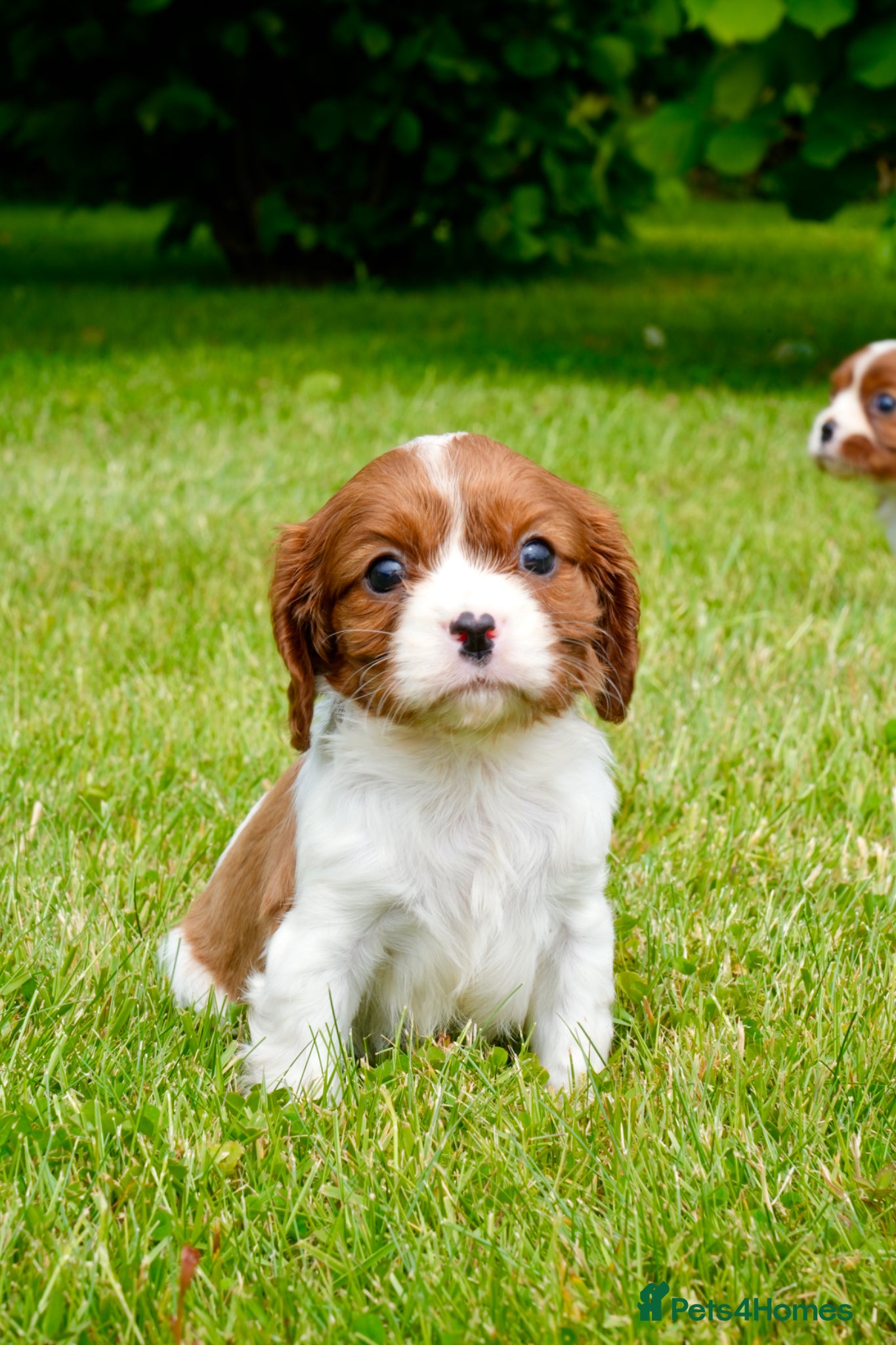 Cavalier King Charles Spaniel dogs for sale: Cavalier King Charles Puppies - Advert 10