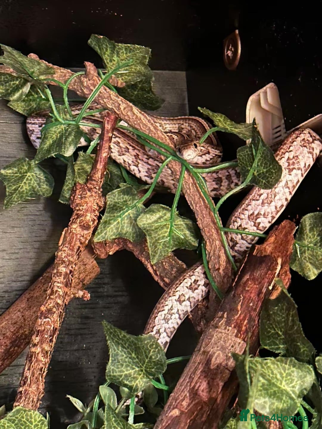 Corn Snake reptiles 2X Corn Snakes - Advert 5