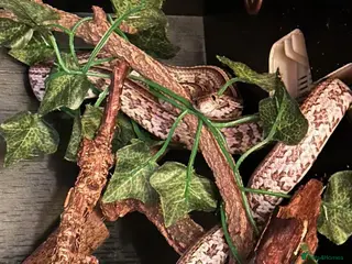 Corn Snake reptiles 2X Corn Snakes - Advert 6