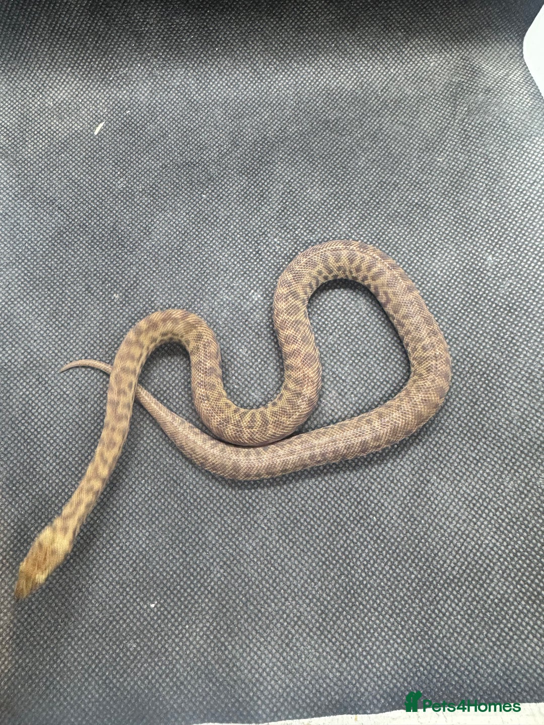 Python Snake reptiles for sale:  Children’s pythons hatchlings 50%het t+.         - Advert 3