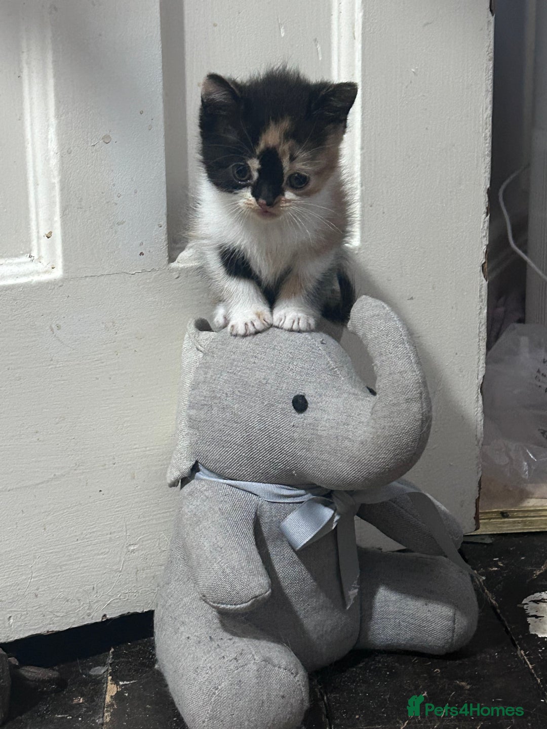 Mixed Breed cats for sale: Beautiful kittens - Advert 3