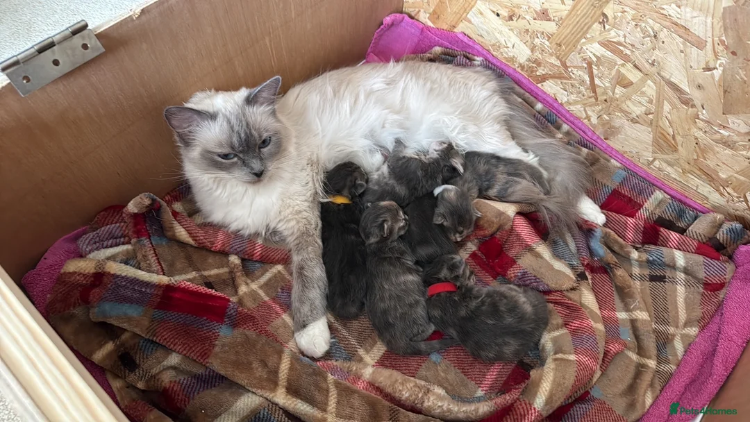 Maine Coon cats for sale: Female Maine Coon Cross with Ragdoll - Advert 2