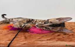 Bengal cats for sale: Ready for homes 3 stunning TICA reg Bengal boys - Image 22