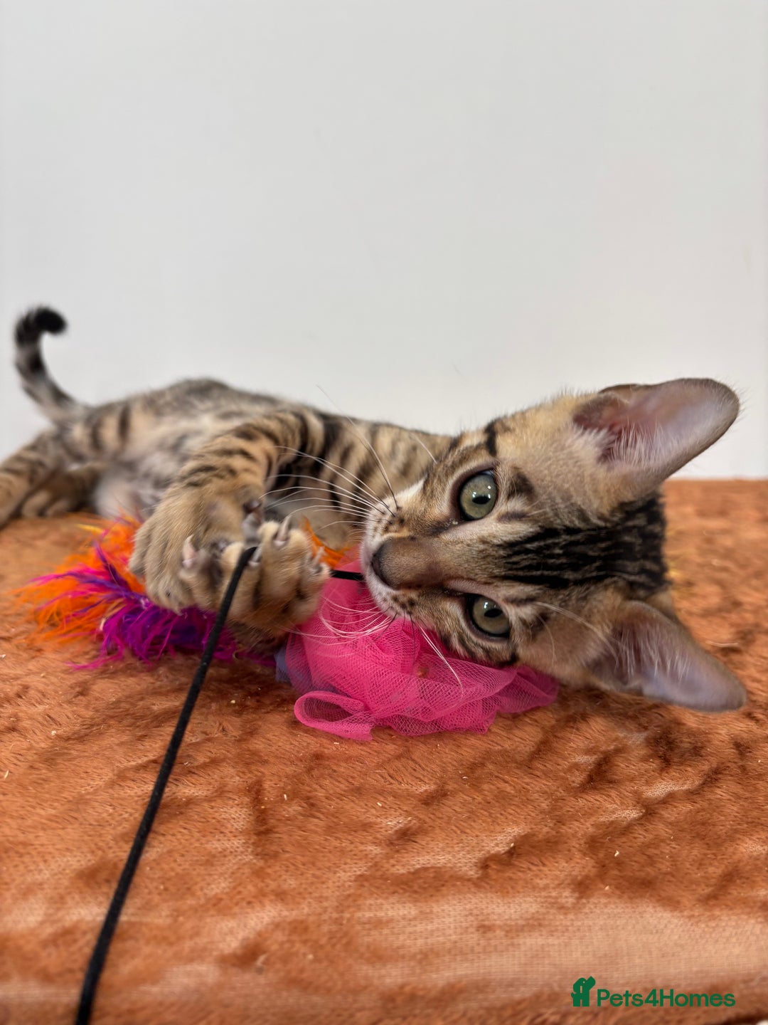 Bengal cats for sale: Ready for homes 3 stunning TICA reg Bengal boys - Image 22