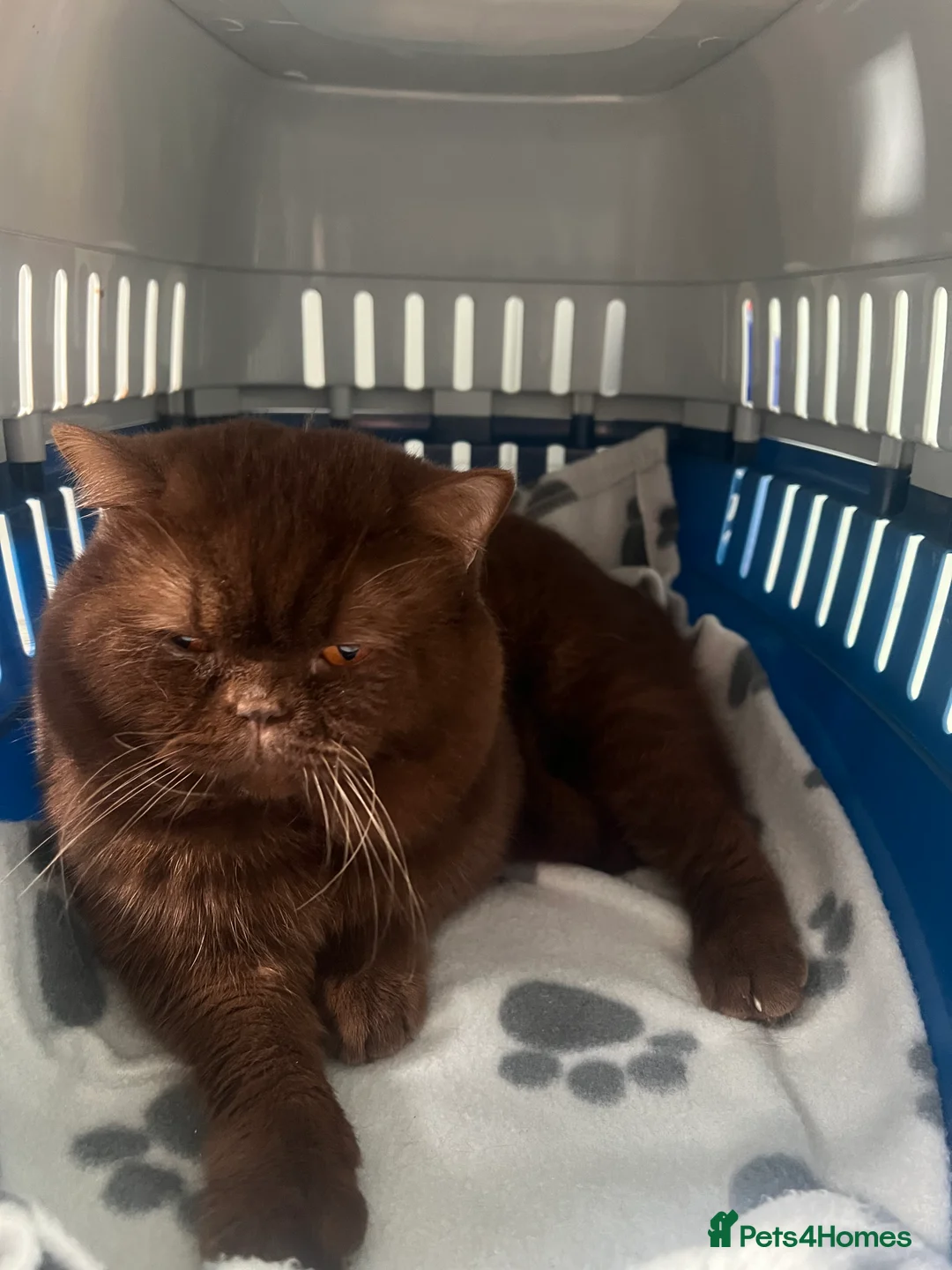 British Shorthair cats for sale: Active chocolate British short hair male - Advert 21