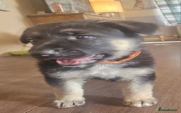 German Shepherd dogs for sale: German Shepard Puppies (Rare Colours) - Image 2