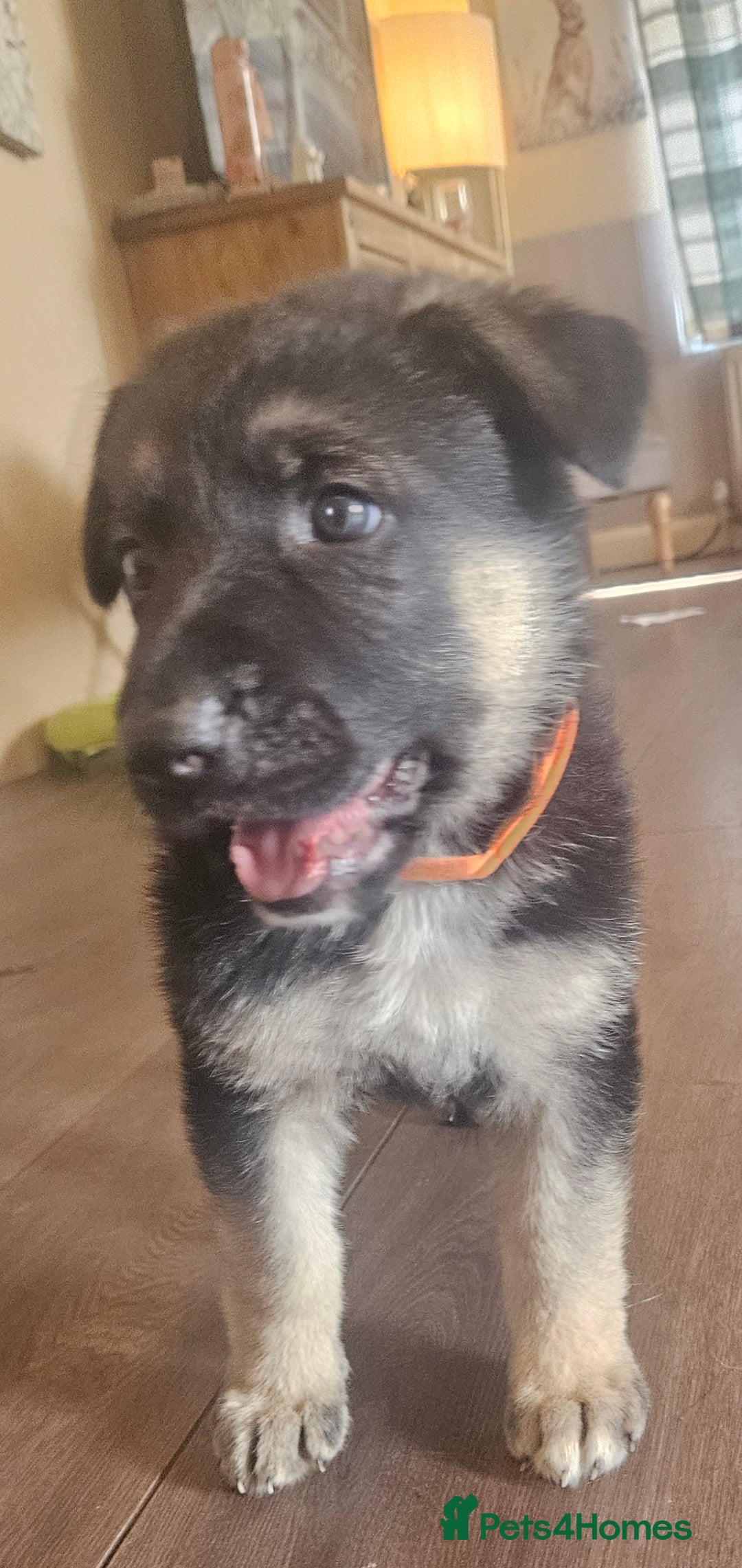 German Shepherd dogs for sale: German Shepard Puppies (Rare Colours) - Image 2