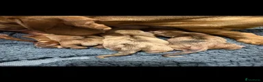 Miniature Dachshund 2