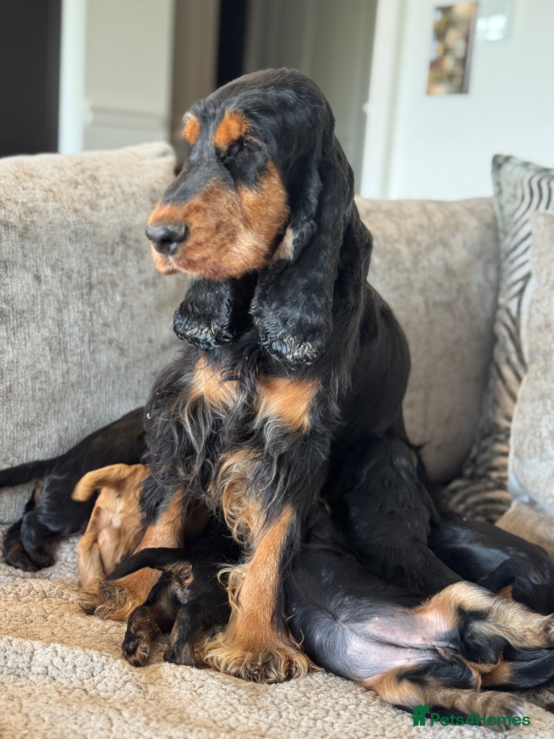 Cocker Spaniel dogs for sale: 100% TRUE SHOW TYPE HEALTH TESTED COCKER SPANIELS  - Advert 8