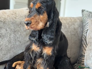 Cocker Spaniel dogs 100% TRUE SHOW TYPE HEALTH TESTED COCKER SPANIELS - Advert 1