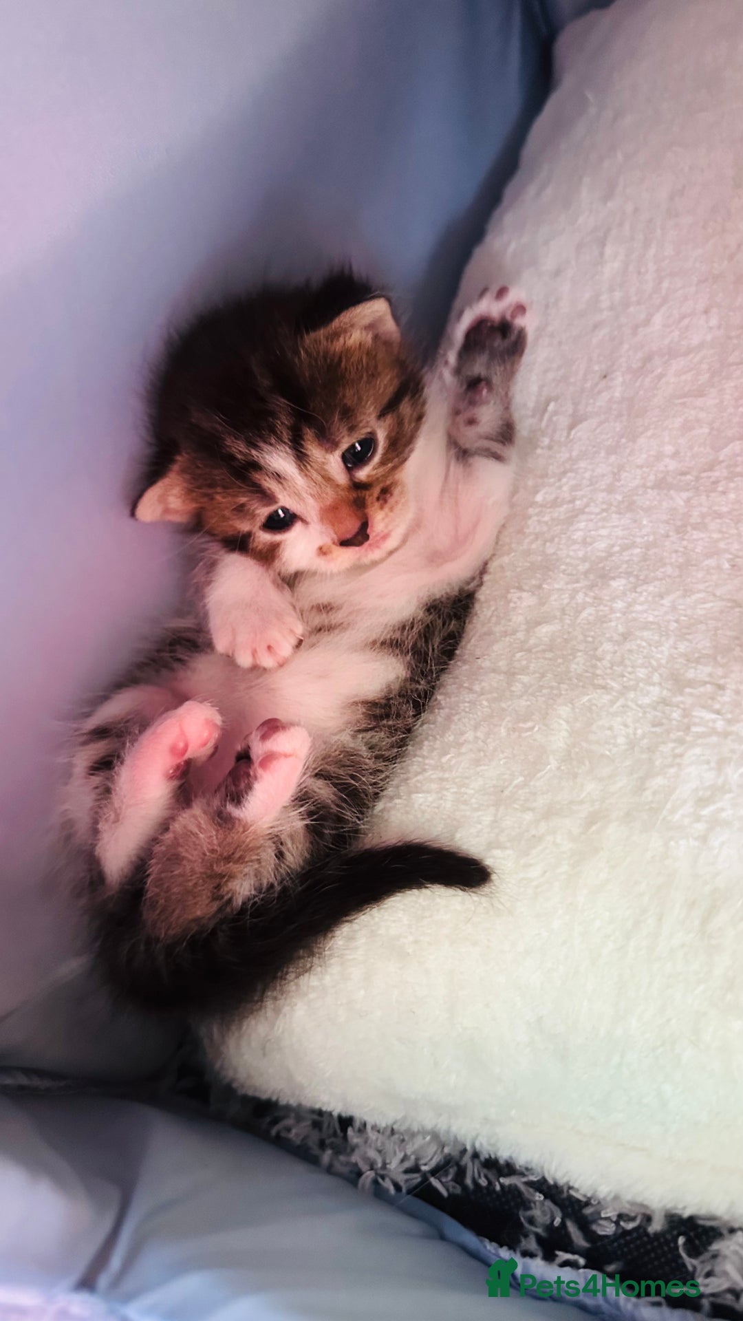 Mixed Breed cats for sale: 4 Adorable Kittens Looking for Their Forever Homes - Image 8