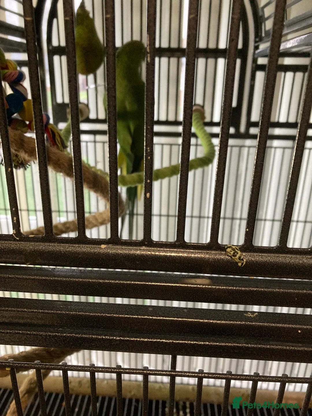 Ringnecks birds for sale: Ring neck  - Advert 2