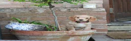 Cocker Spaniel dogs for sale: Gorgeous Working Cocker Spaniel Pups  - Advert 33