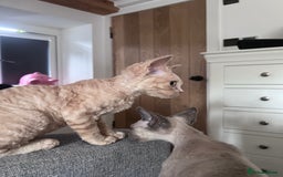 Devon Rex cats for sale: Ready now GCCF outstanding Devon Rex kittens  - Image 15
