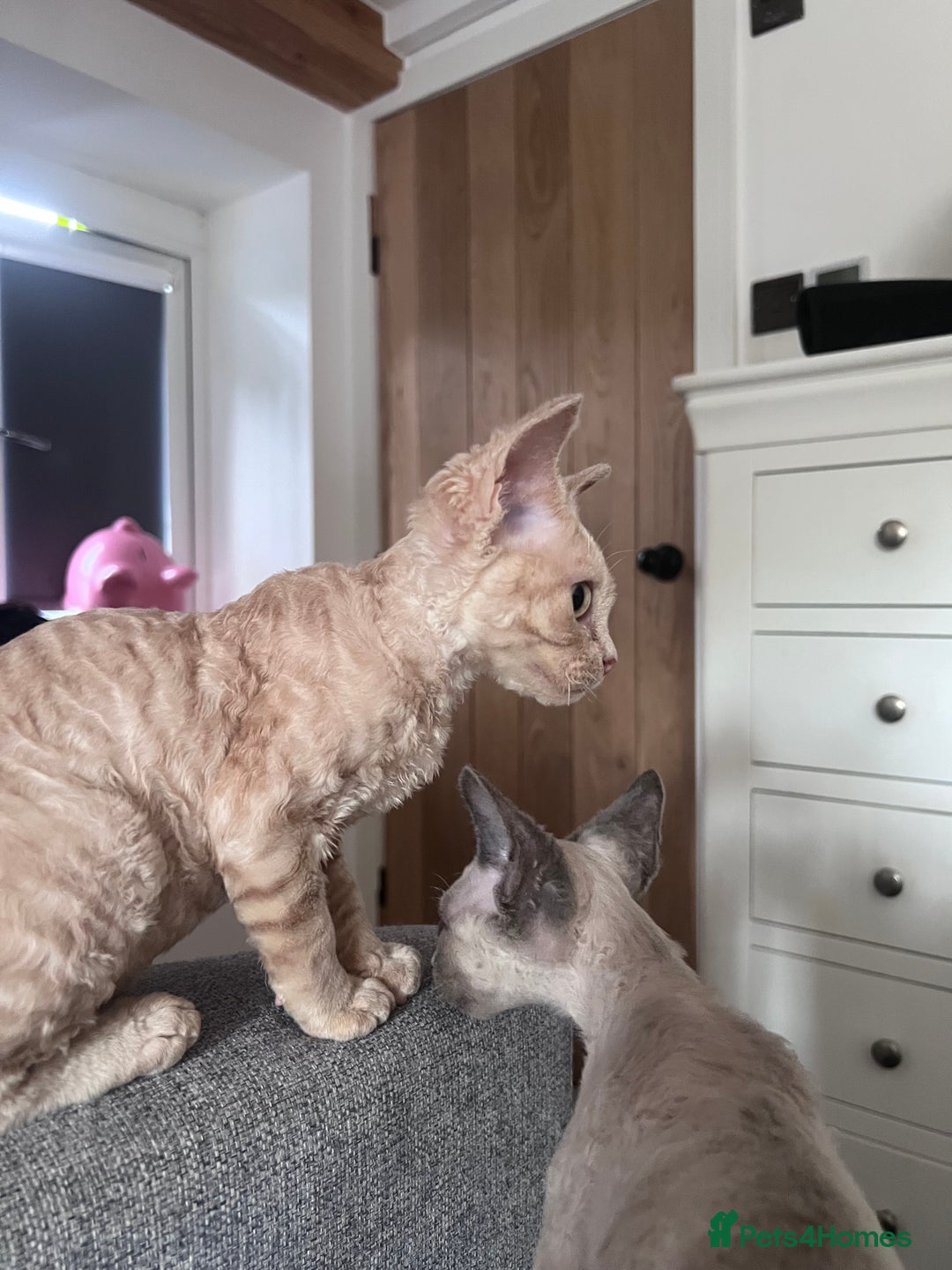 Devon Rex cats for sale: Ready now GCCF outstanding Devon Rex kittens  - Image 15