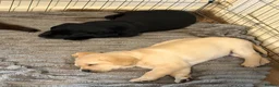 Labrador Retriever dogs for sale: Beautiful Labrador Puppies in Stockport - Advert 6