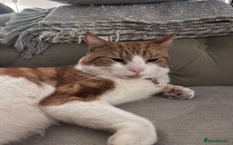 Domestic Shorthair cats for sale: Gorgeous Male Domestic Shorthair Tabby - Image 20