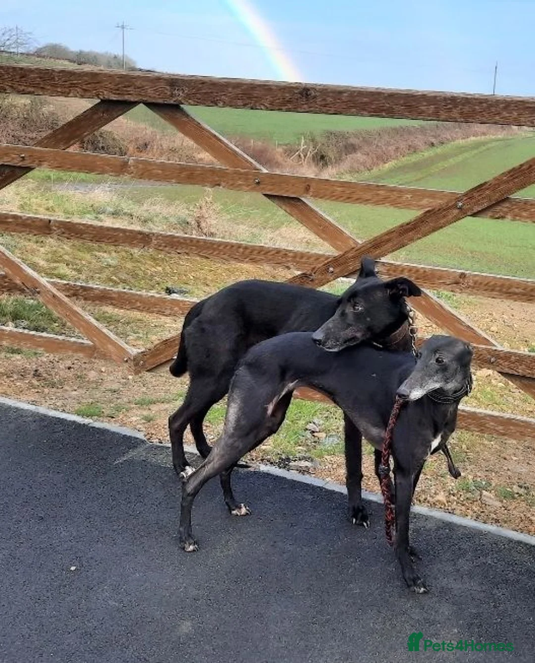 Mixed Breed dogs for sale: Collie/Whippet/Grey Lurcher Puppies in Durham - Advert 3