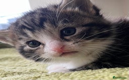 Mixed Breed cats for sale: 4  GORGEOUS TABBY/TORTOISHELL GIRLS.   - Image 9