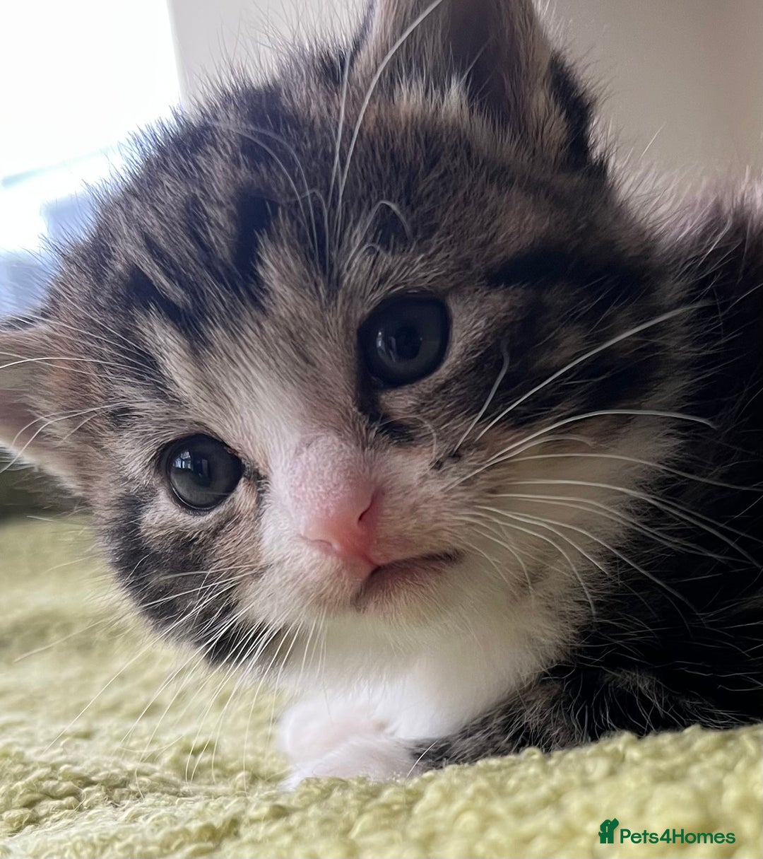 Mixed Breed cats for sale: 4  GORGEOUS TABBY/TORTOISHELL GIRLS.   - Image 9