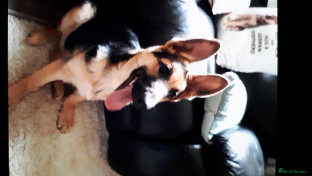 German Shepherd dogs for sale: German shepherd pupies - Image 5