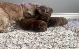 Shih Tzu dogs for sale: Imperial shih tzu pups  - Image 16