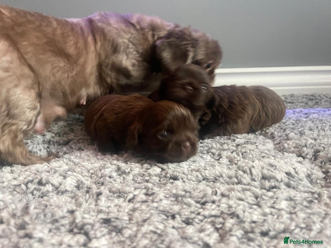 Shih Tzu dogs for sale: Imperial shih tzu pups  - Image 16