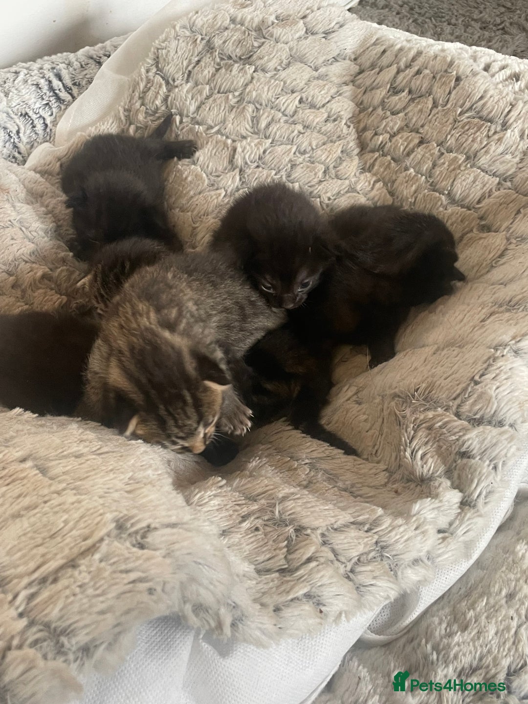 Mixed Breed cats for sale: 5 beautiful mixed kittens  - Image 12