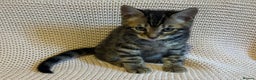 Bengal cats for sale: Bengal x Maine Coon Cross - Advert 6