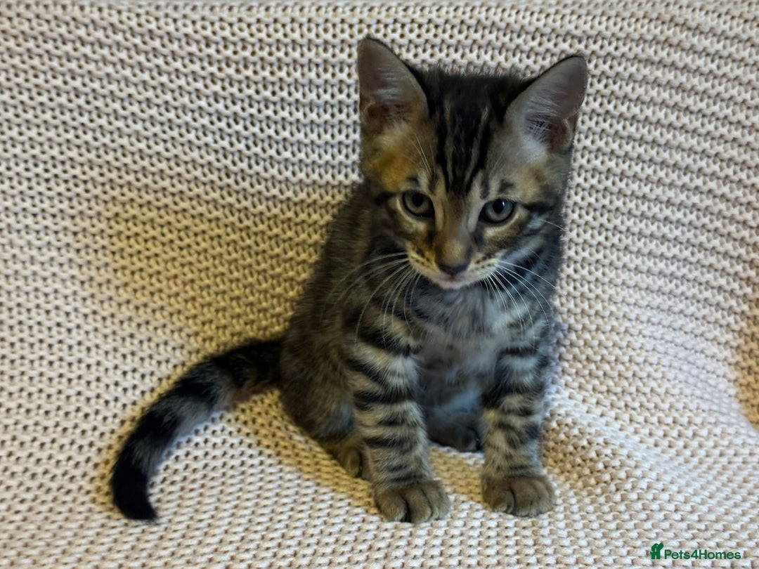 Bengal cats for sale: Bengal x Maine Coon Cross - Advert 6
