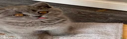 British Shorthair cats for sale: Blue female British shorthair possible active  - Advert 4