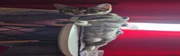 Mixed Breed cats for sale: Female kitten  - Advert 3