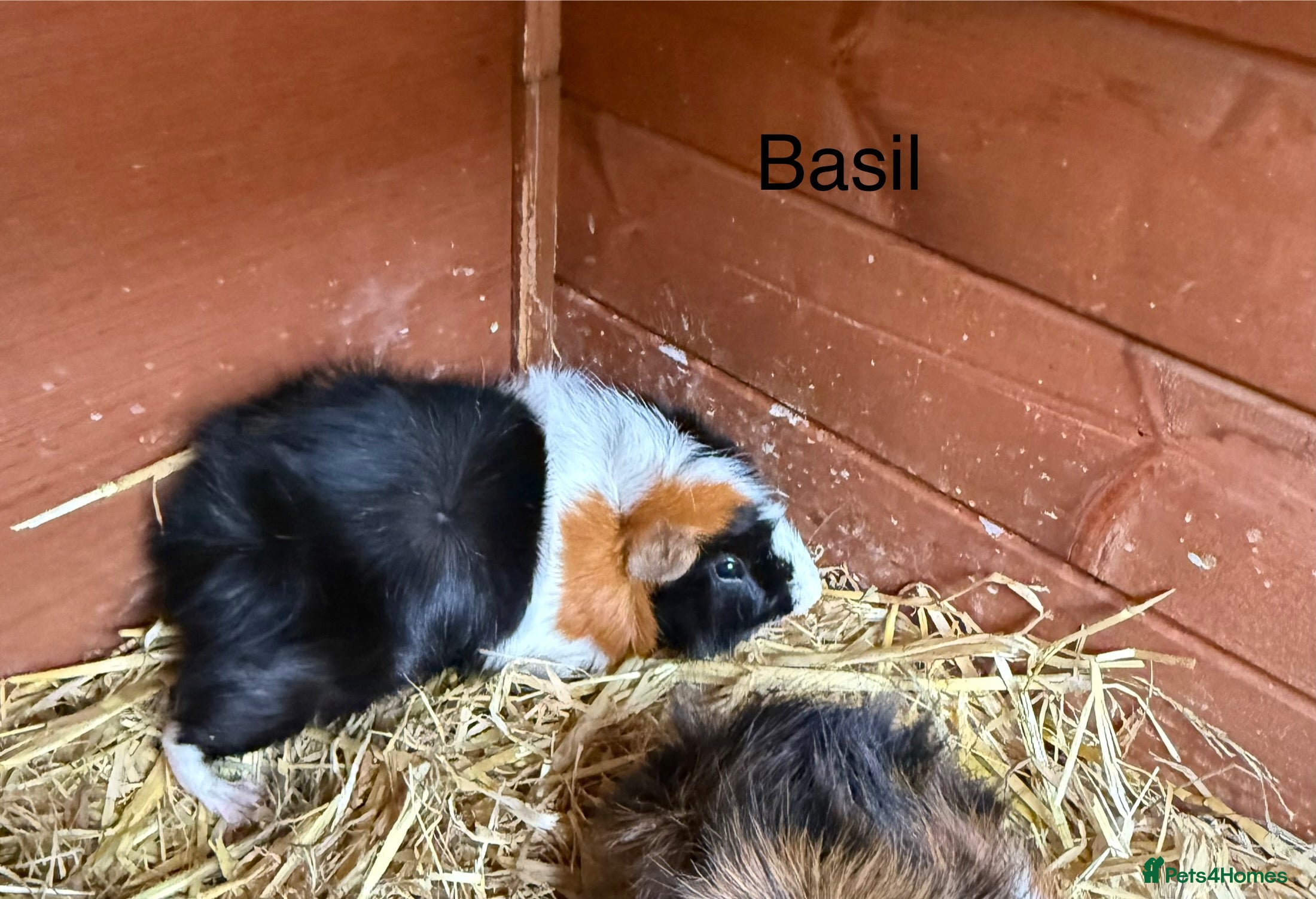 Guinea Pig rodents Adult boar Funky Guinea Pig - Advert 1