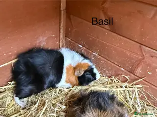 Guinea Pig rodents Adult boar Funky Guinea Pig - Advert 1