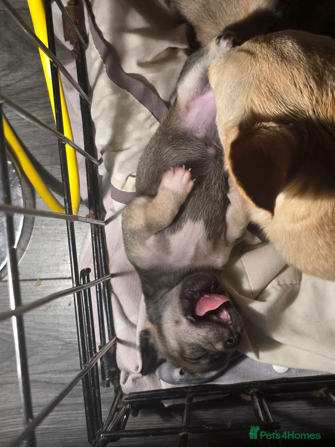 Chihuahua dogs for sale: 2 female pups - Advert 1
