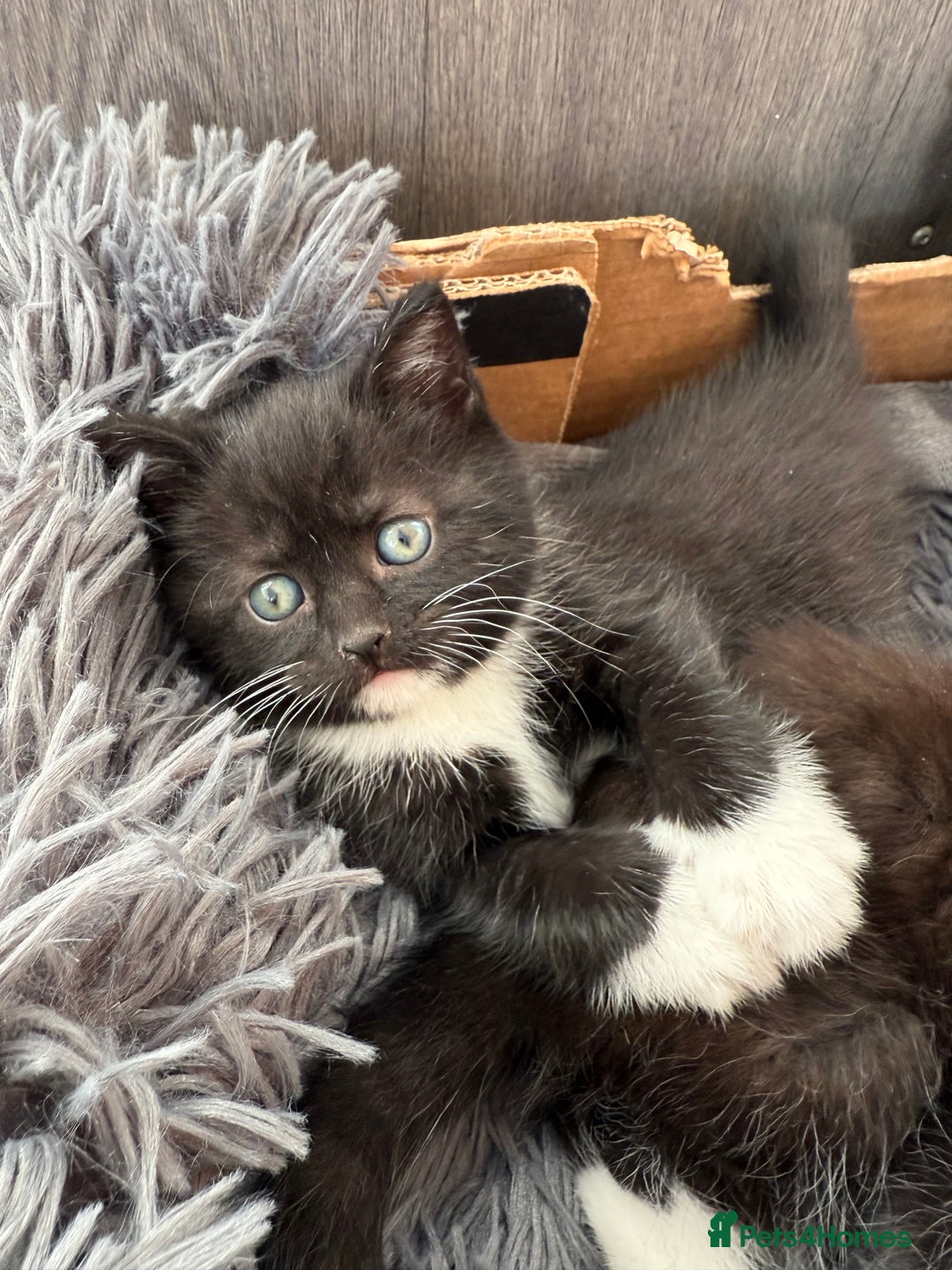 Mixed Breed cats for sale: 5 Beautiful kittens for sale  - Advert 10