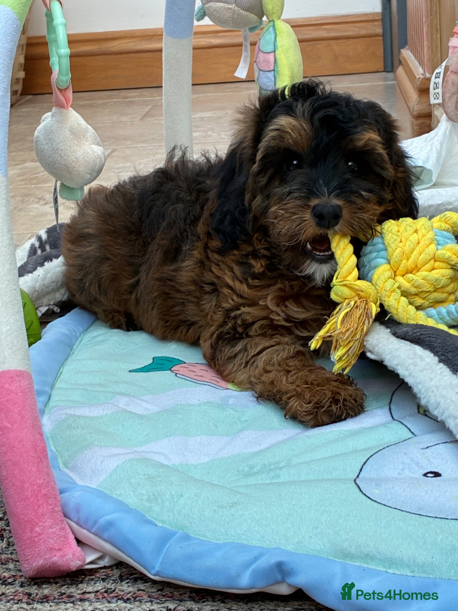 Cockapoo dogs 1 F1B GIRL AVAILABLE! - Advert 1