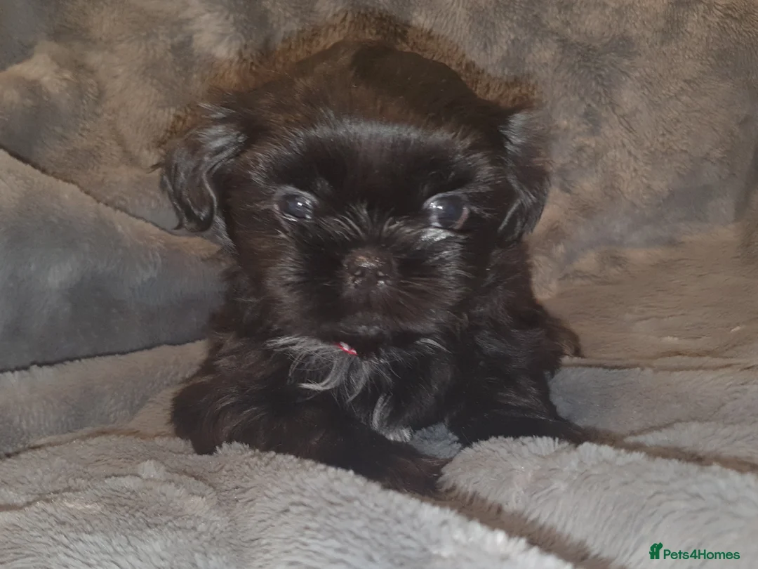 Shih Tzu dogs for sale: 7 shihtzu puppies for sale, merthyr tydfil  - Advert 7