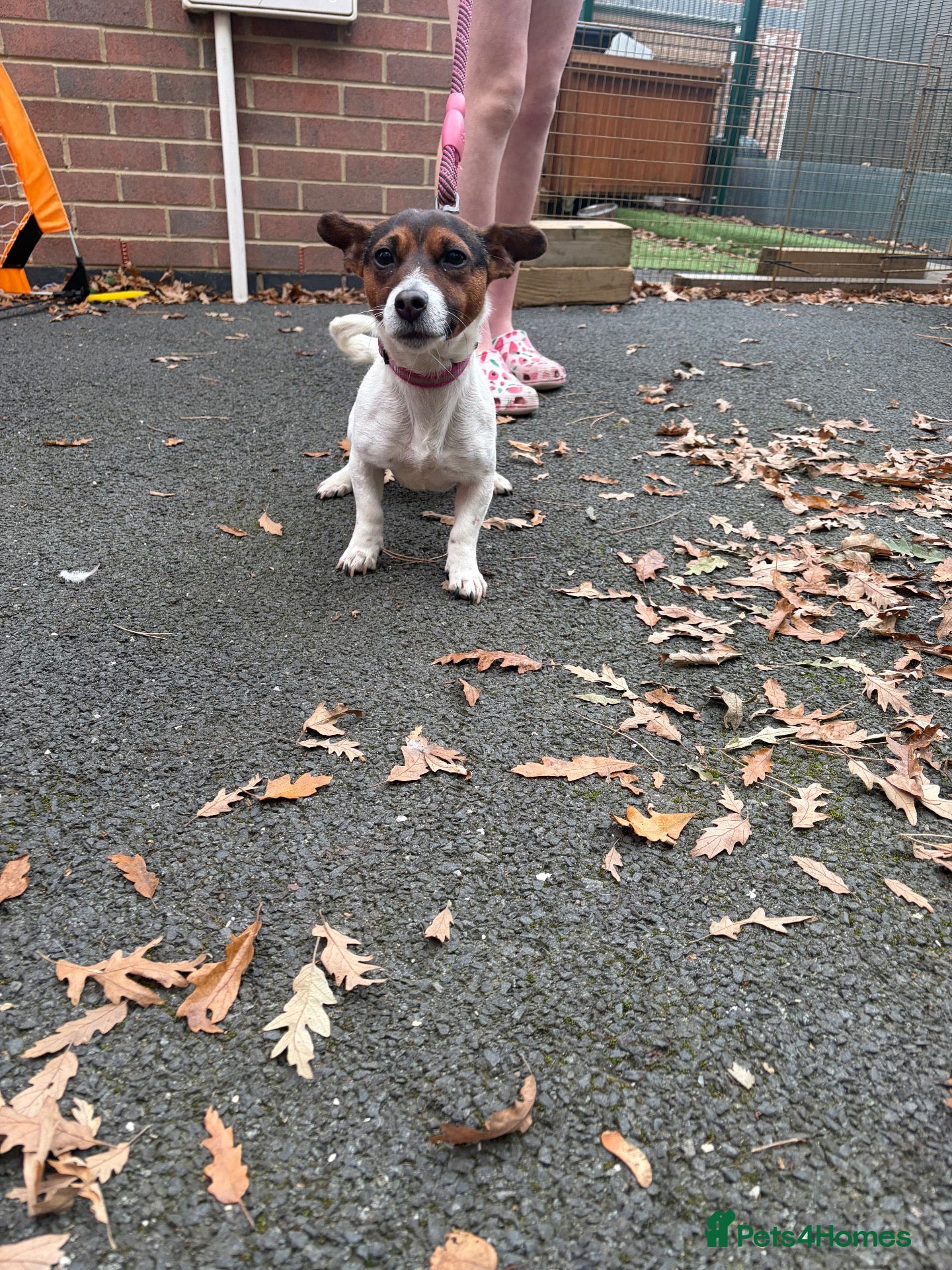 Jack Russell dogs Jack russell - Advert 2