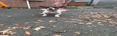 Jack Russell 2