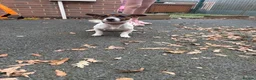 Jack Russell dogs for sale: Jack russell - Advert 2
