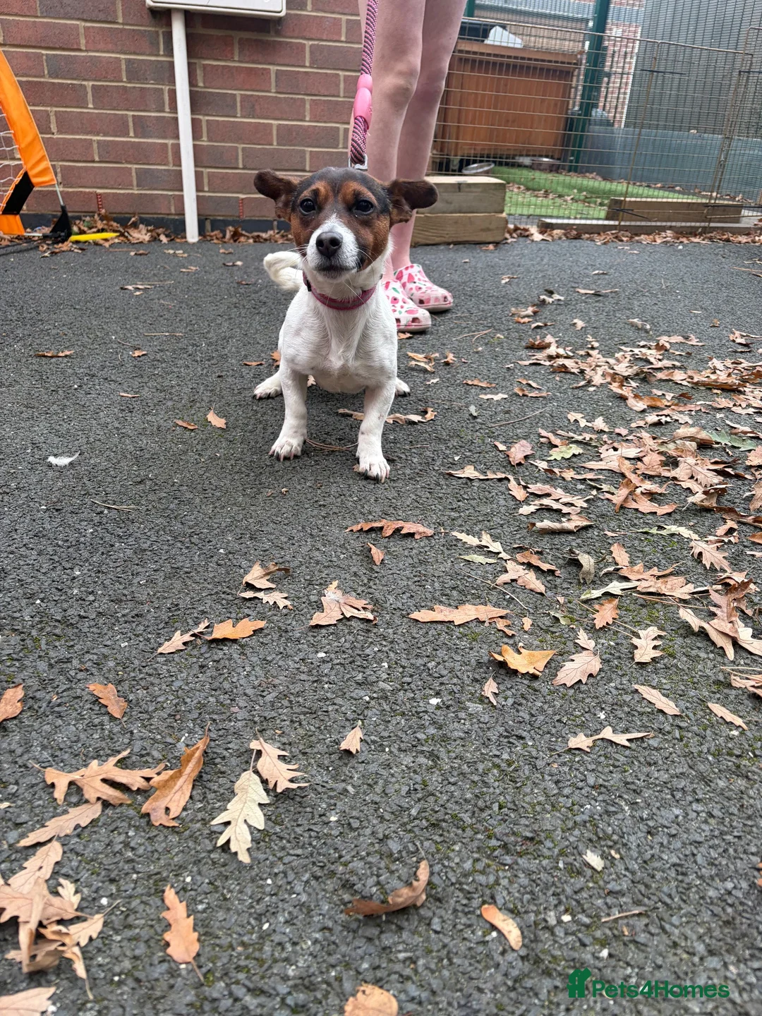 Jack Russell dogs for sale: Jack russell - Advert 2