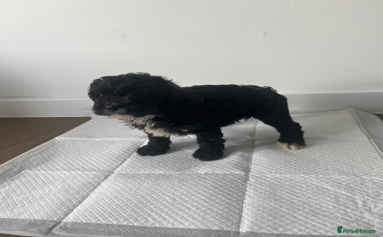 Cavapoo dogs - Advert 1