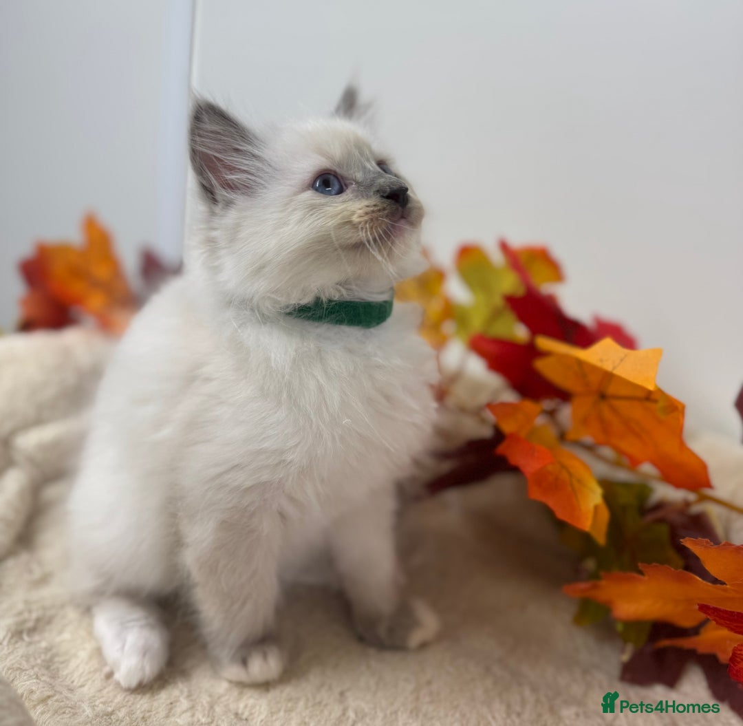 Ragdoll cats for sale: Adorable Ragdoll Kittens - GCCF registered - Image 8