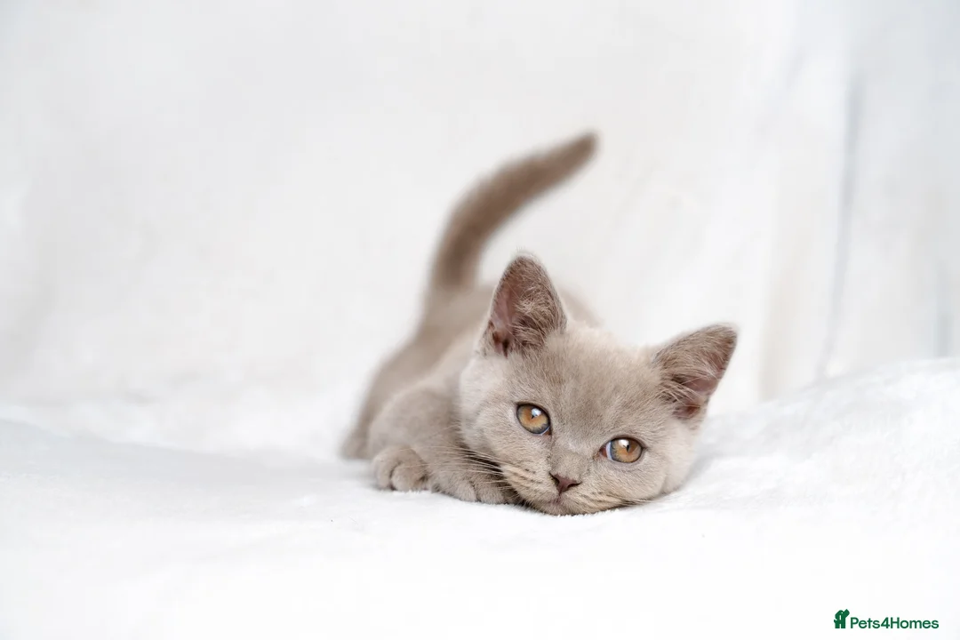 British Shorthair cats for sale: Champagne Lilac/Fawn British Shorthair Kittens 💜 - Advert 2