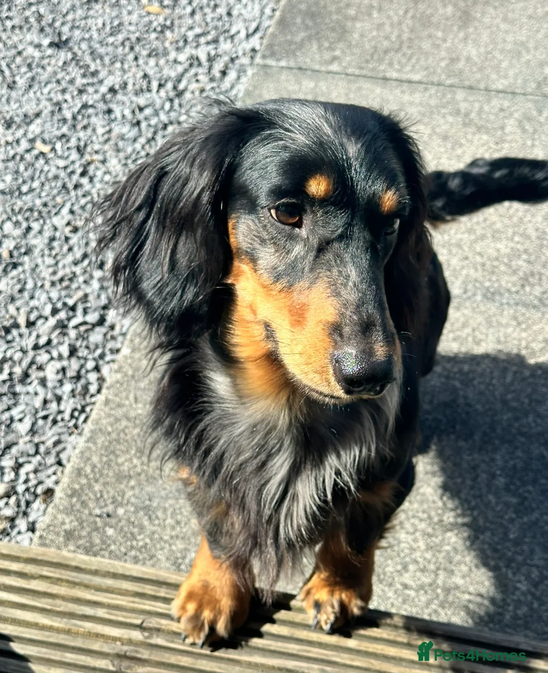 Dachshund dogs for stud: Standard Silver Dapple Long Haired Dachshund Stud in Bishop Auckland - Advert 6