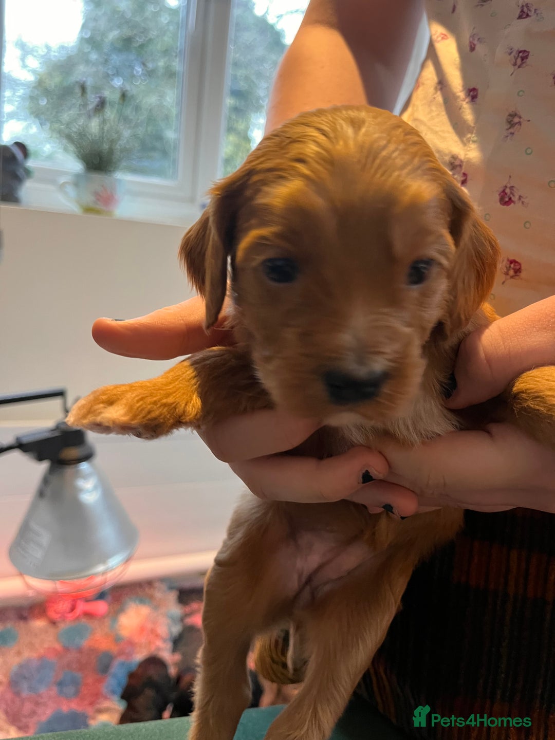 Gallery Image {{count}}