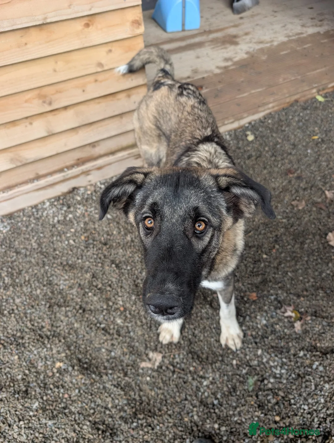 Mixed Breed dogs for adoption: Skye - In Ayr Looking for a home  - Advert 7
